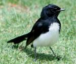 willie-wagtail