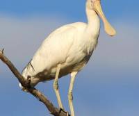 yellow-billed-spoonbill-bowra-qld