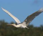 yellow-billed-spoonbill