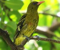 yellow-oriole   cooktown-fnq