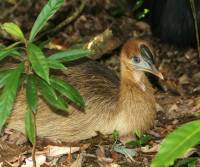 young-southern-cassowary   qld