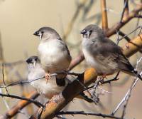 young-zebra-finch-bowra-stattion-qld