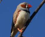 zebra-finch bourke-nsw