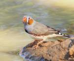 zebra-finch broken-hill