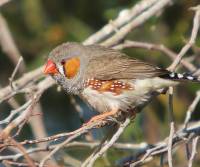 zebra-finch-cameron-corner-qld